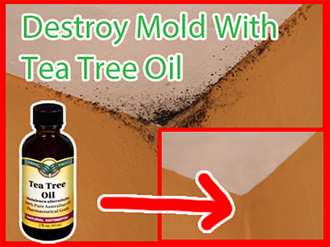 Does Tea Tree Oil Kill Mold