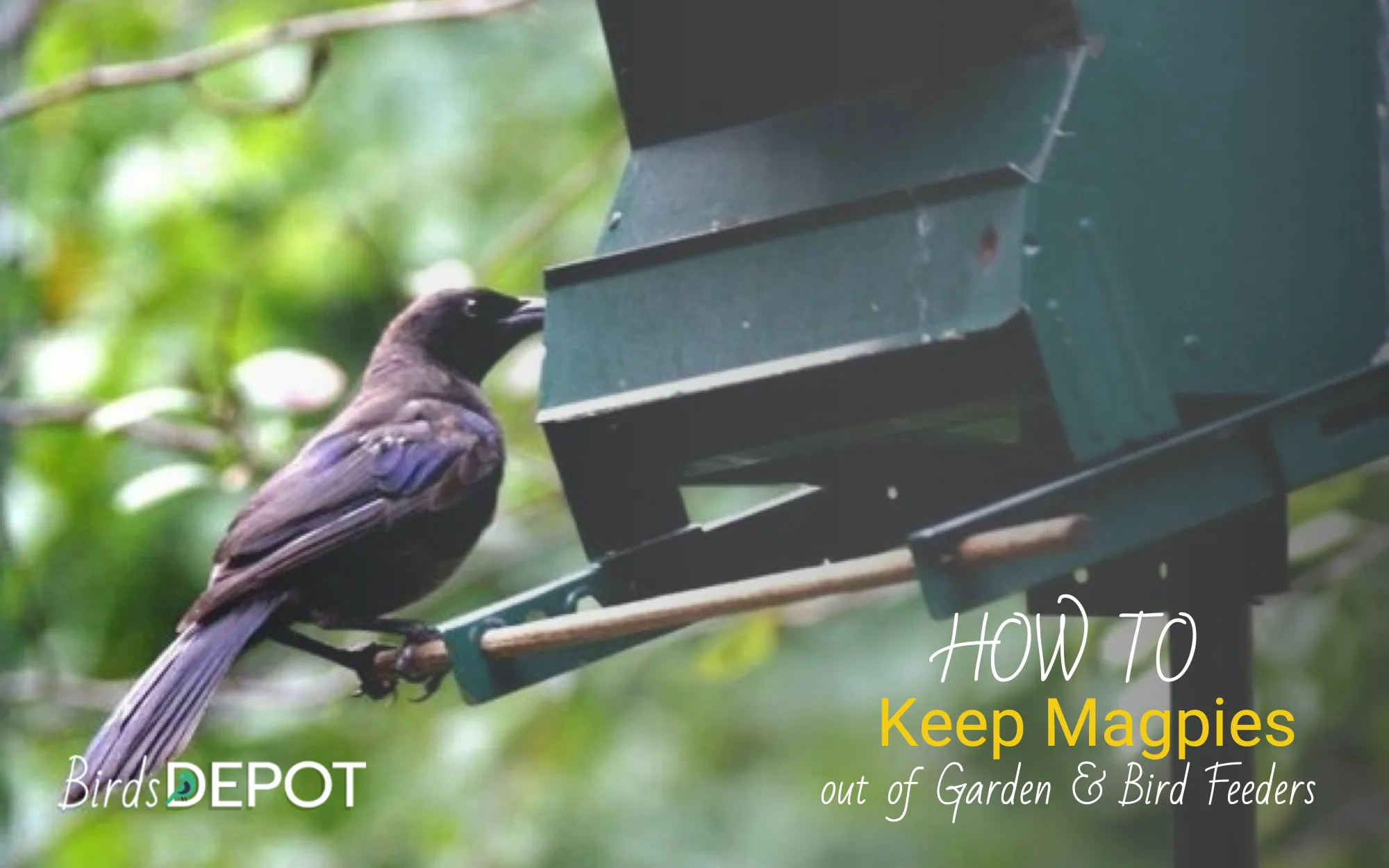 How Can I Get Rid of Magpies