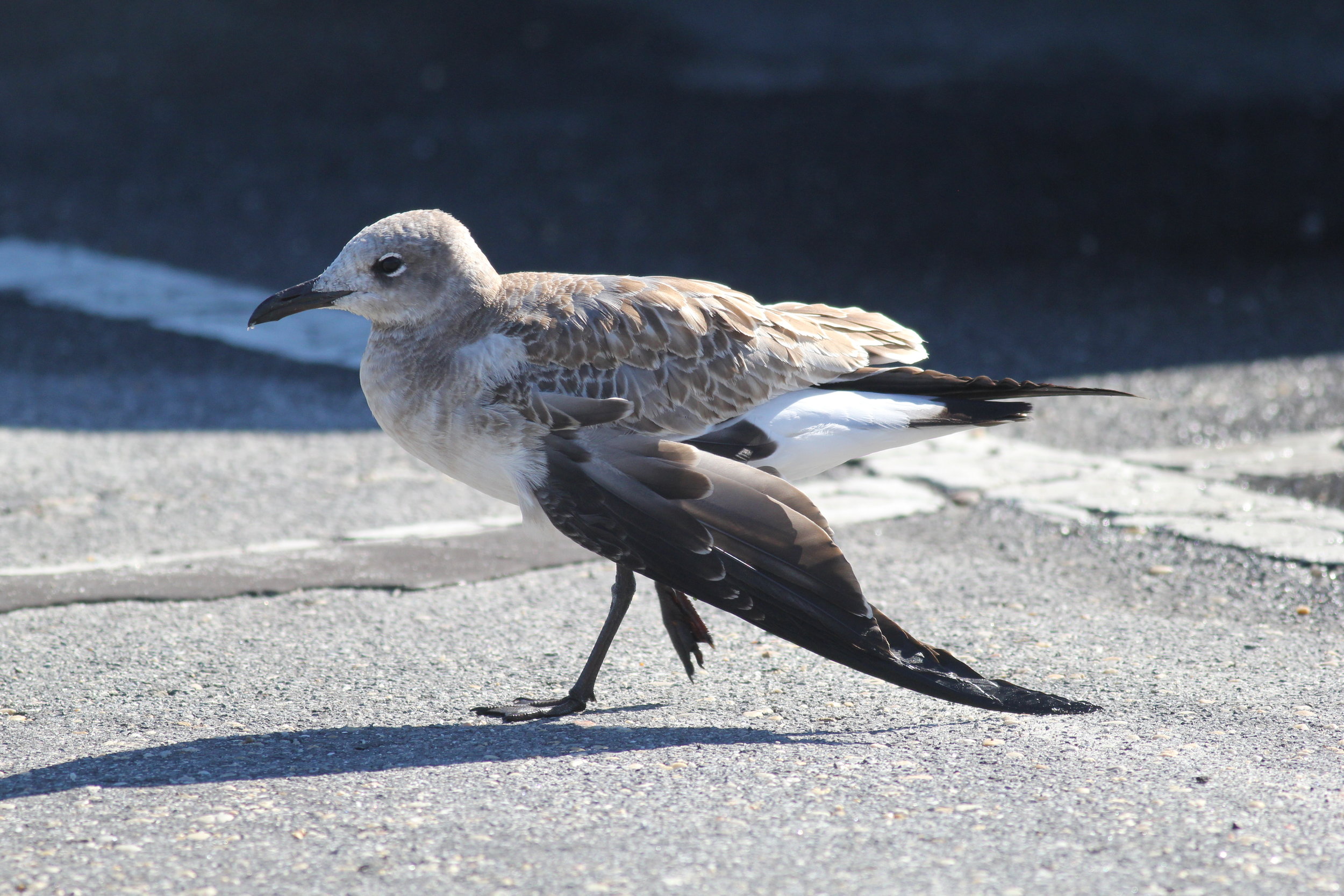 Bird with Broken Wing