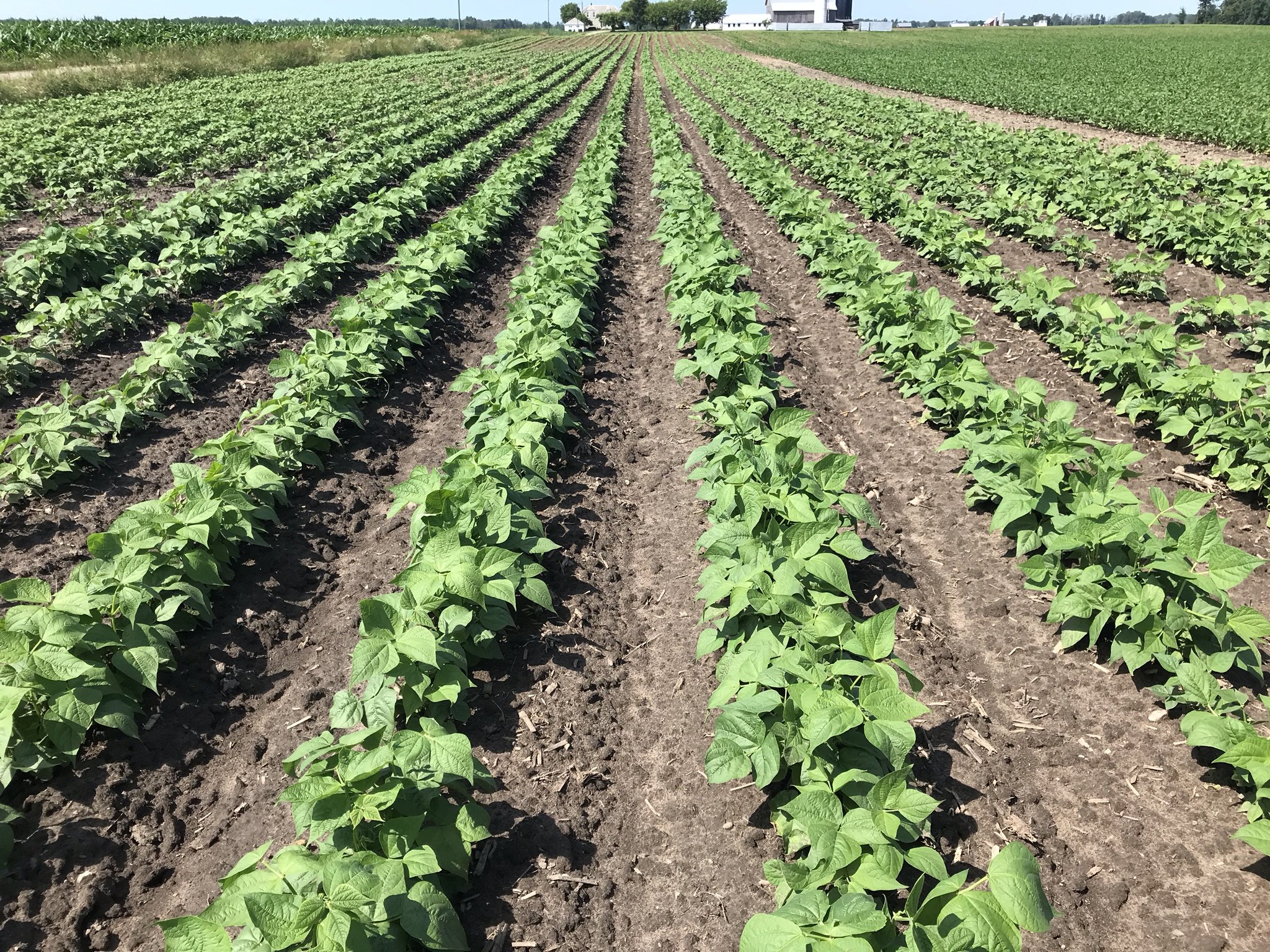 町田の隠れ家「ビーンファーム」が愛される理由と評判を徹底解剖