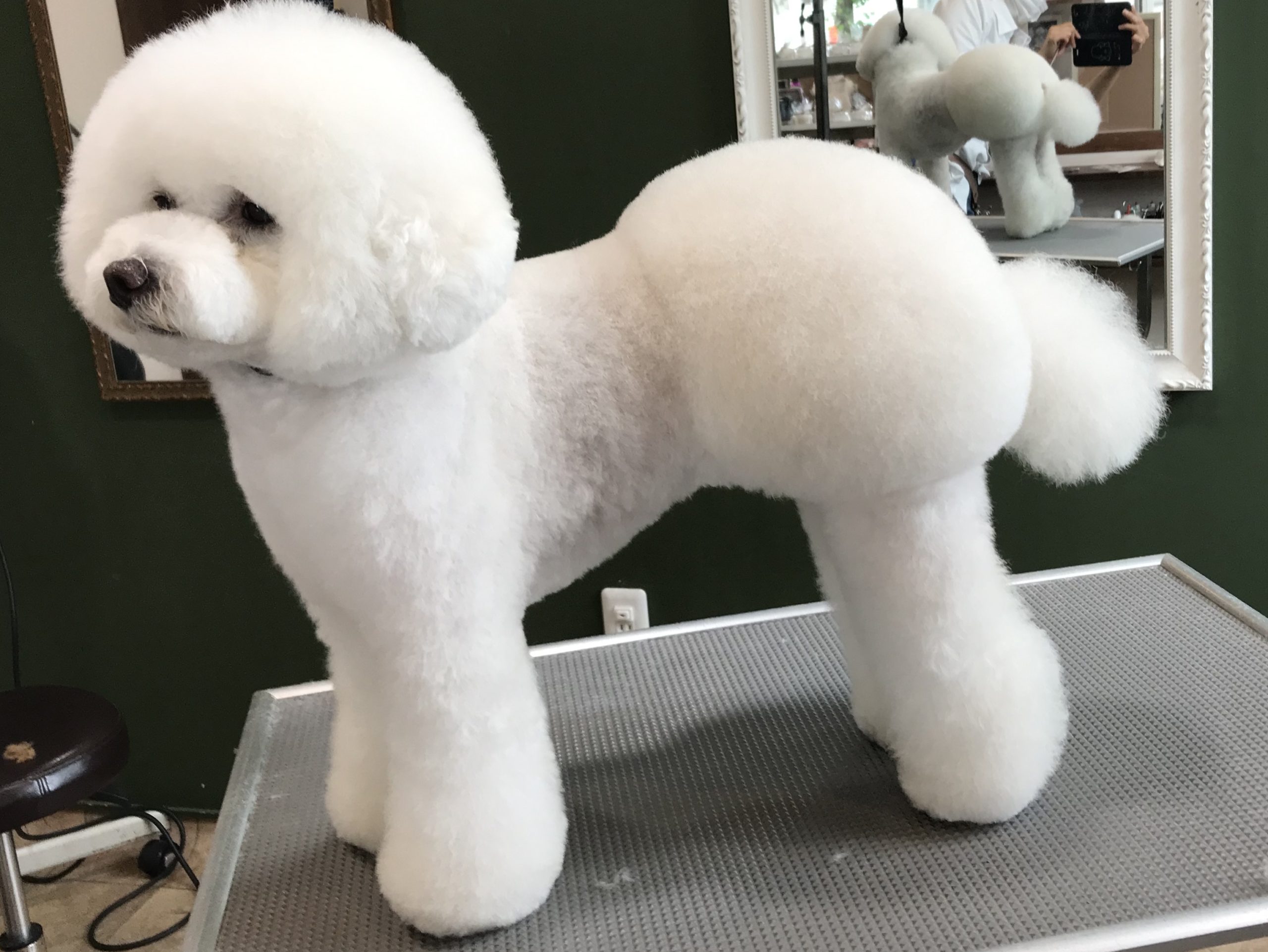 犬のおパンツカット完全ガイド！失敗しない頼み方と手入れの極意