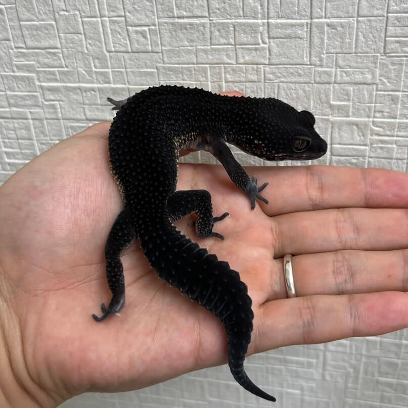 漆黒の最高峰レオパ！ブラックナイトの相場と見分け方を徹底解説