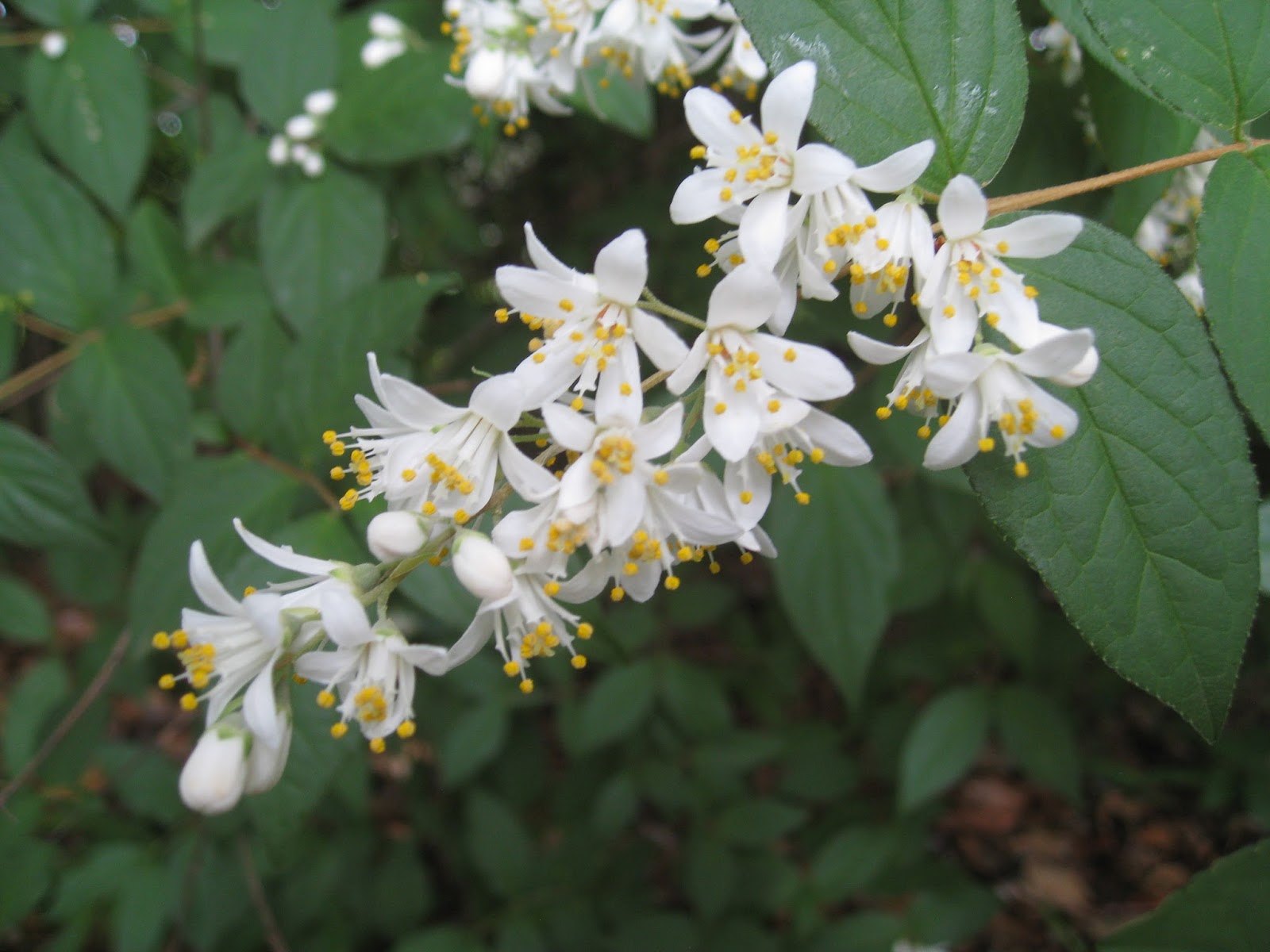 卯の花とはどんな花？ウツギとの違いや料理・花言葉の真相【2026】