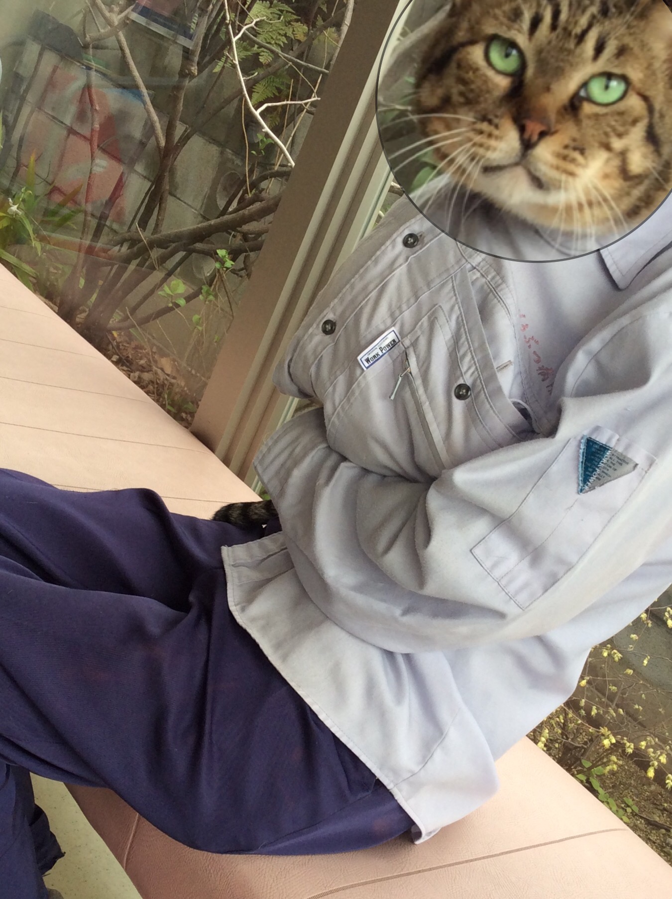猫は人間をどう見ている？「大きな猫」説の真相と年齢換算【2026】