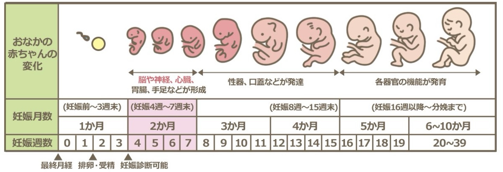 妊娠中の足つぼはなぜ危険？禁忌のツボと安全なむくみケアを徹底解説