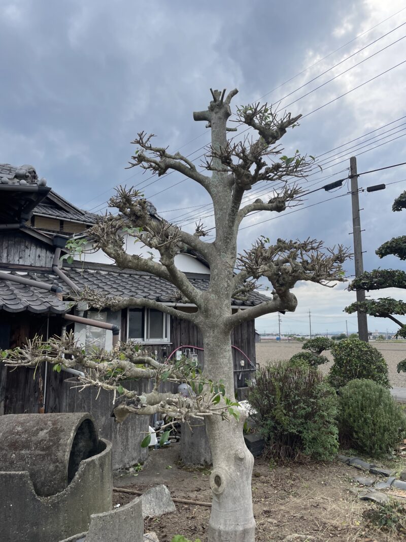 クロガネモチ剪定の決定版！実がつかない失敗を防ぐ時期とプロの技