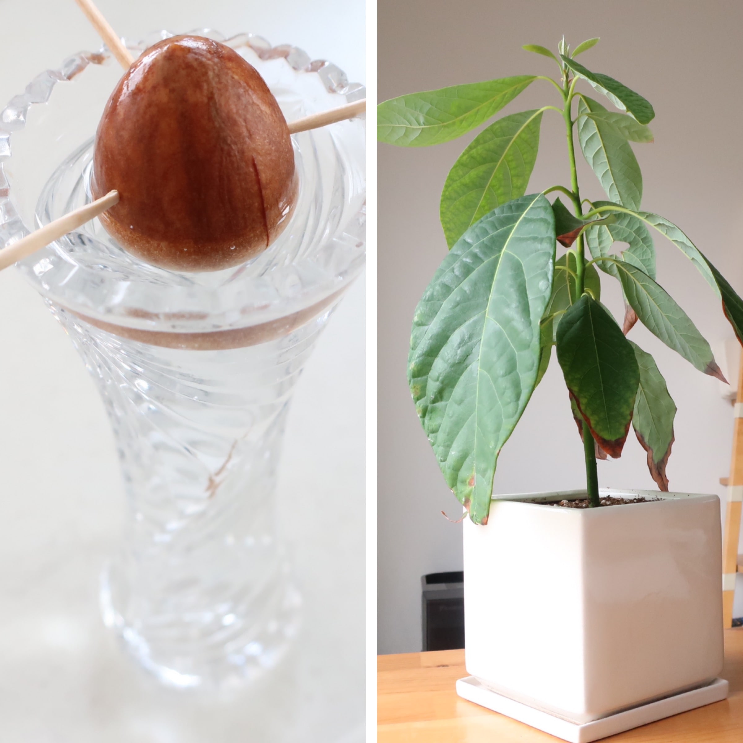 食べた種が観葉植物に！アボカドの種育て方と失敗防ぐ水耕栽培の技