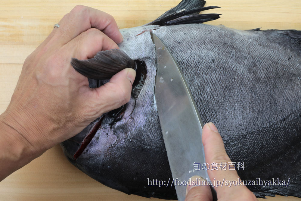 【幻の高級魚】プロが教える石鯛の捌き方と絶品刺身に仕上げる極意