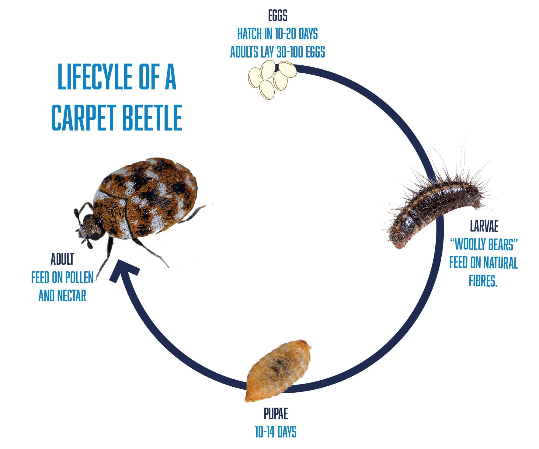 How Do People Get Carpet Beetles