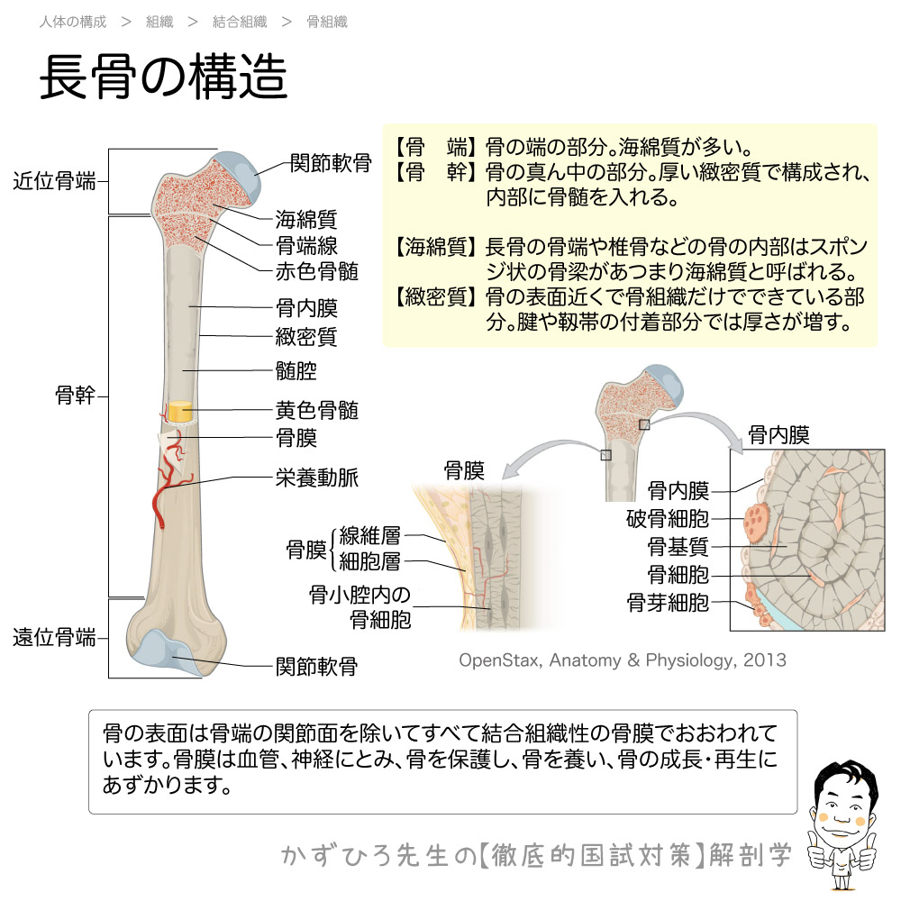 長管骨とは？大腿骨や上腕骨の構造と役割・骨折治療を徹底解説
