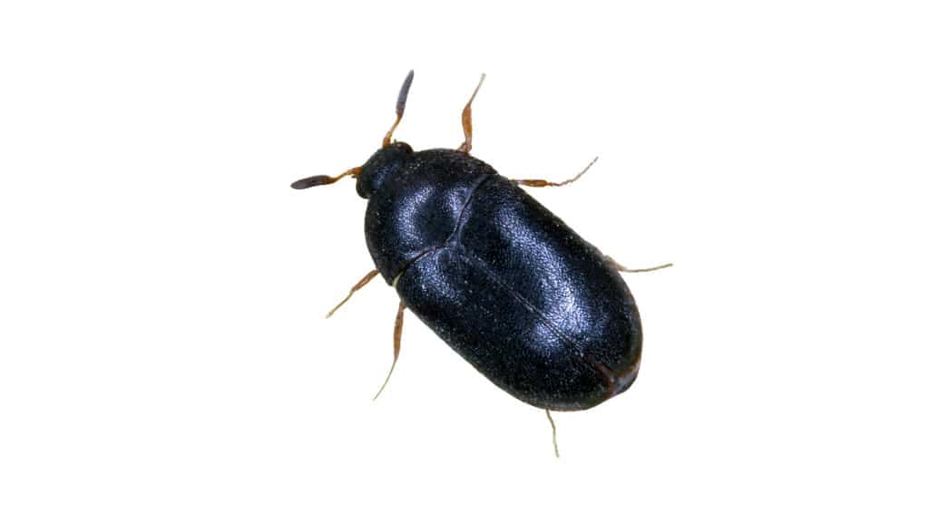 Small Oval Black Bug