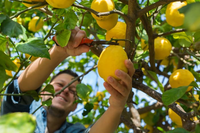 When to Pick Lemons from a Tree