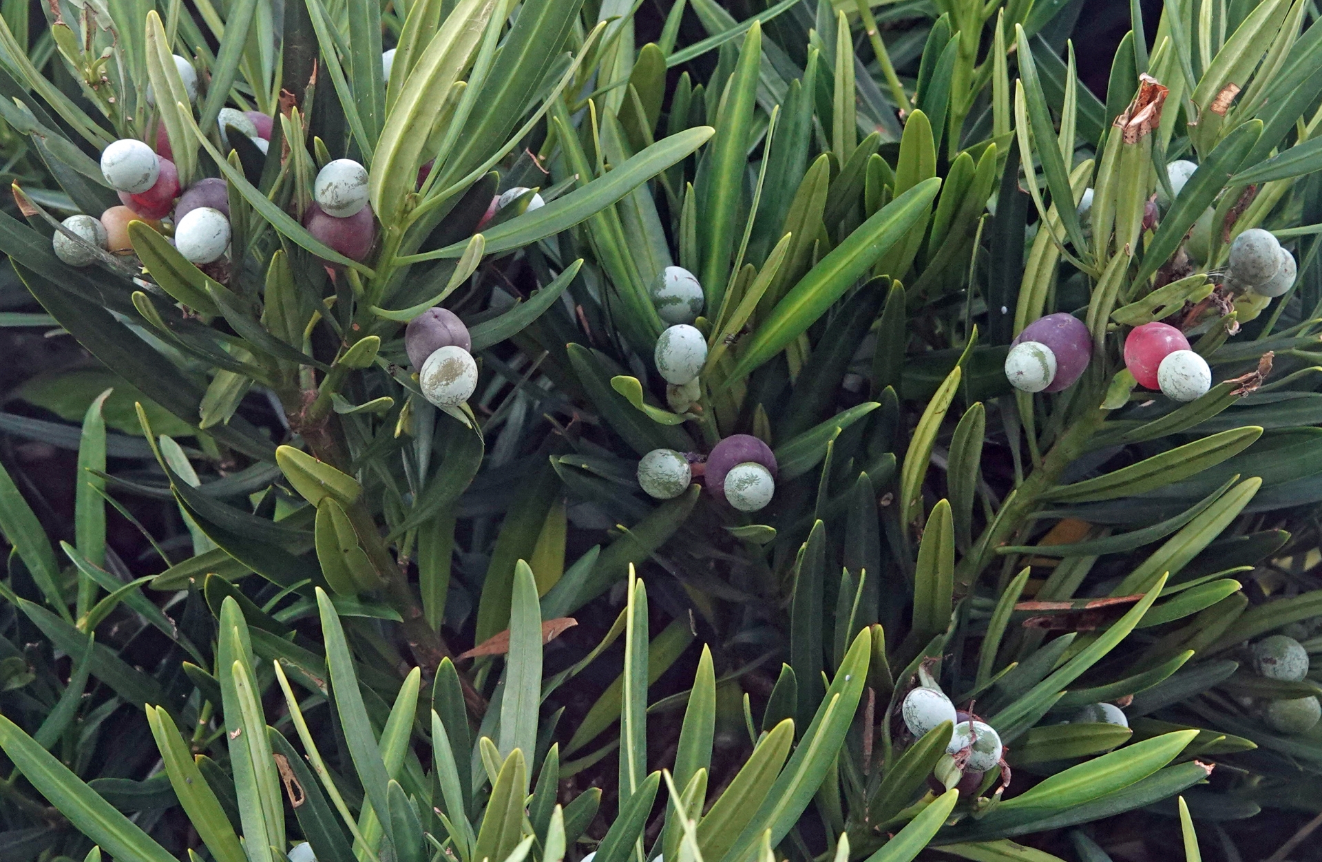 マキの木は庭に植えてはいけない？風水の真相や剪定時期・後悔しない育て方