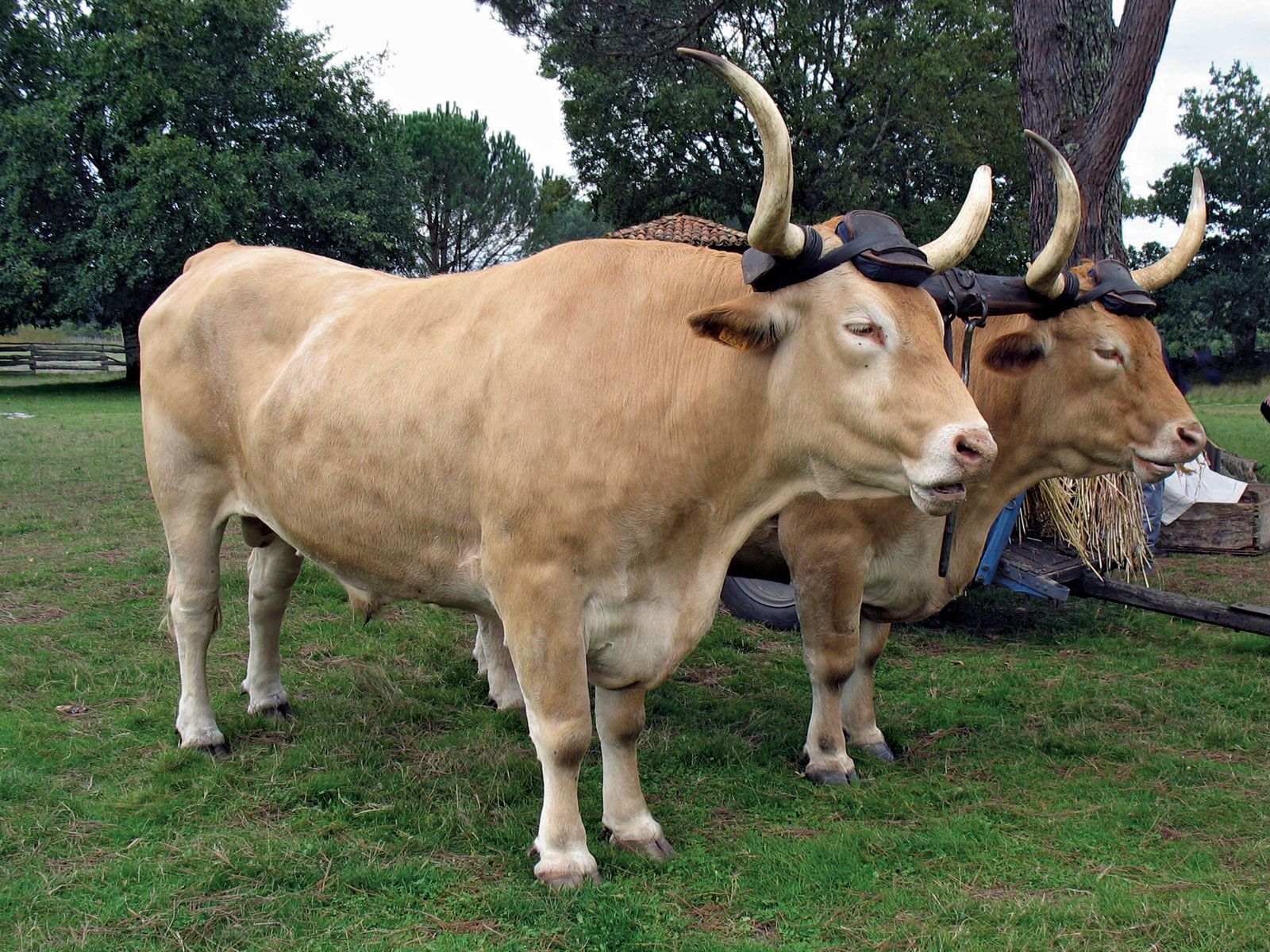 Is Ox a Cow