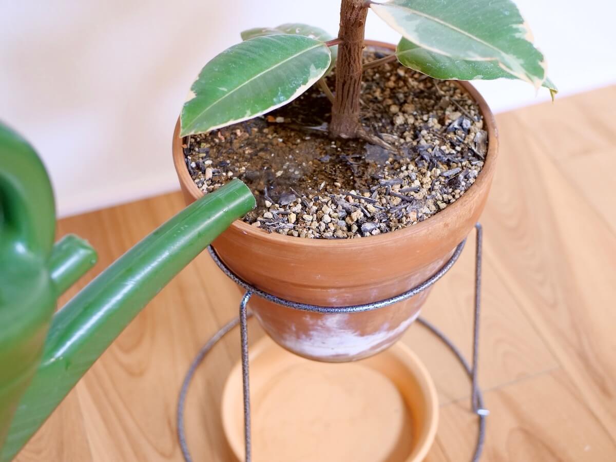 良かれの水やりが枯らす？観葉植物の正しい頻度と根腐れを防ぐプロの技