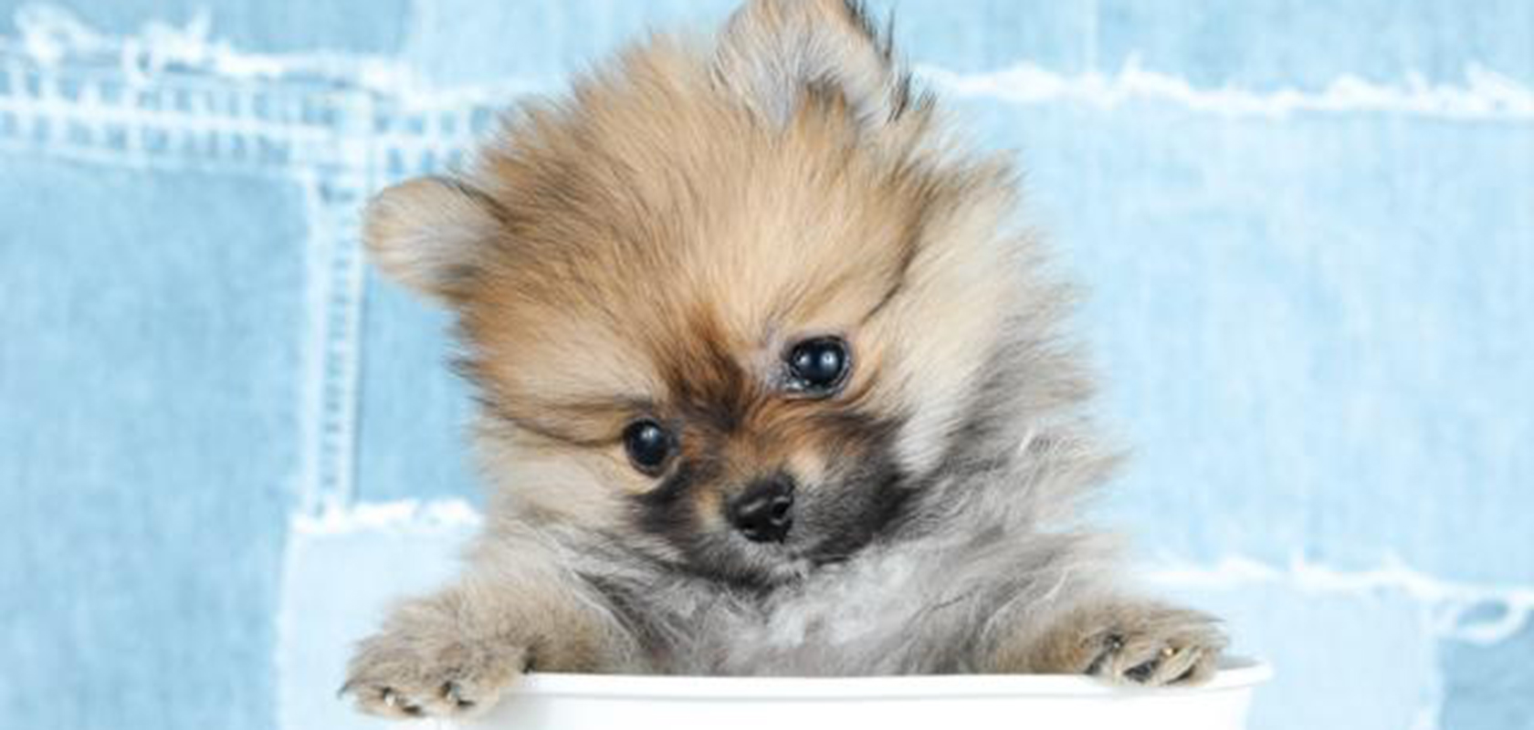 ポメラニアンとマルチーズのミックスで後悔？成犬サイズと抜け毛の真実