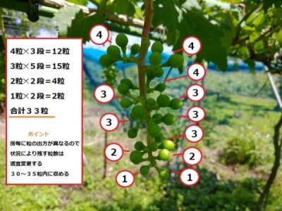 【動画まとめ】 ぶどう の 摘粒 2026年最新芸能速報 #632