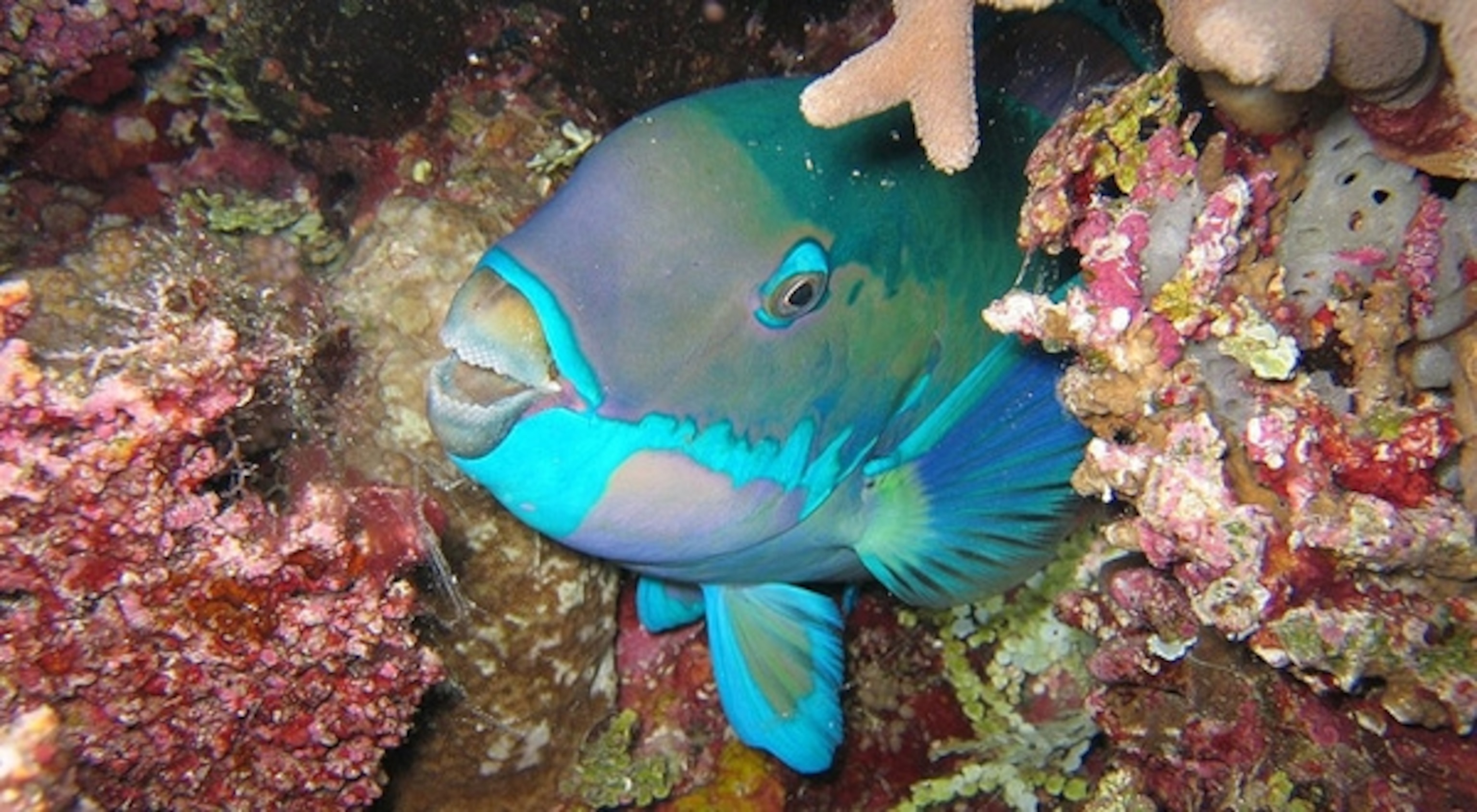 Is Parrot Fish Safe to Eat