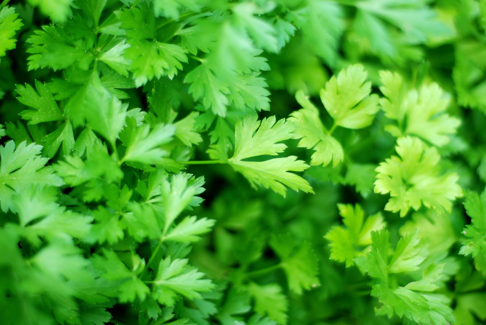 What Does Parsley Do