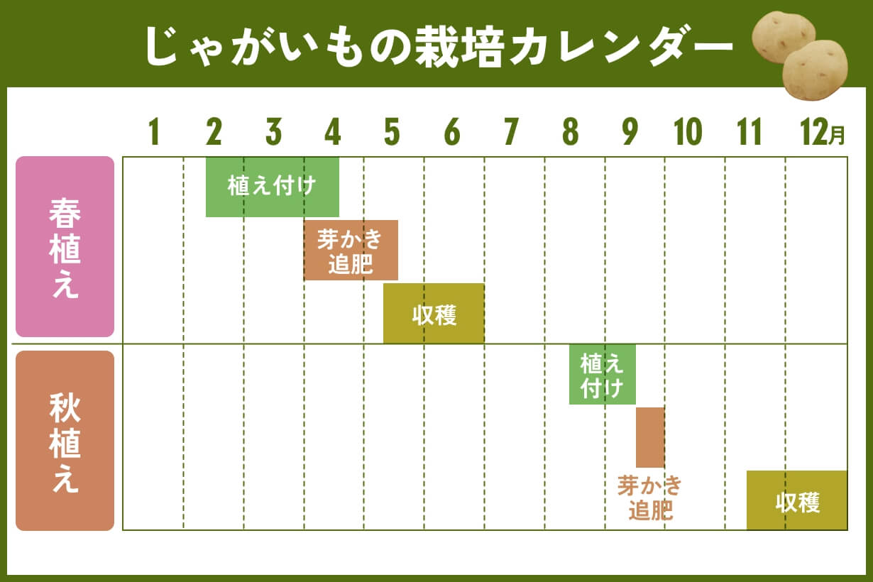 じゃがいも植え付け時期2026｜時期を逃すと収穫激減？地域別の正解