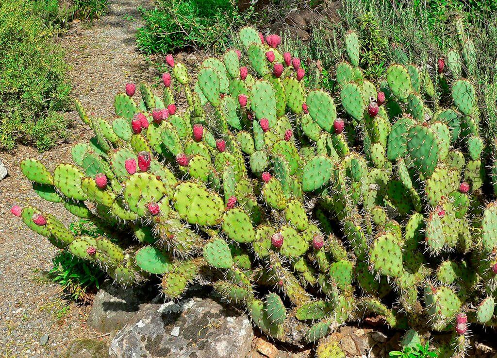 Are Prickly Pear Cactus Poisonous