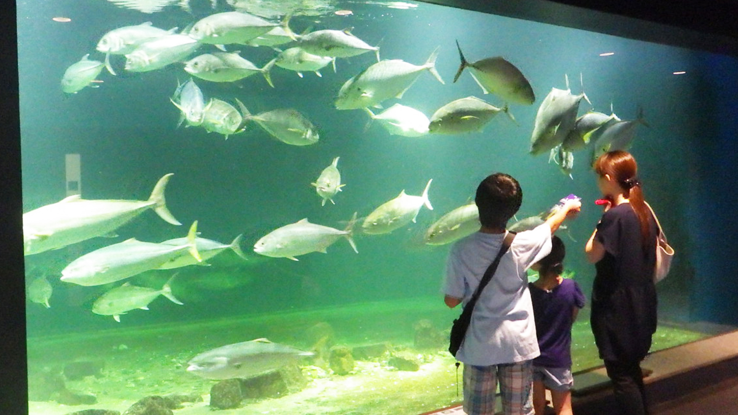 京大白浜水族館がマニアに絶賛される理由！見どころと料金・口コミ解剖