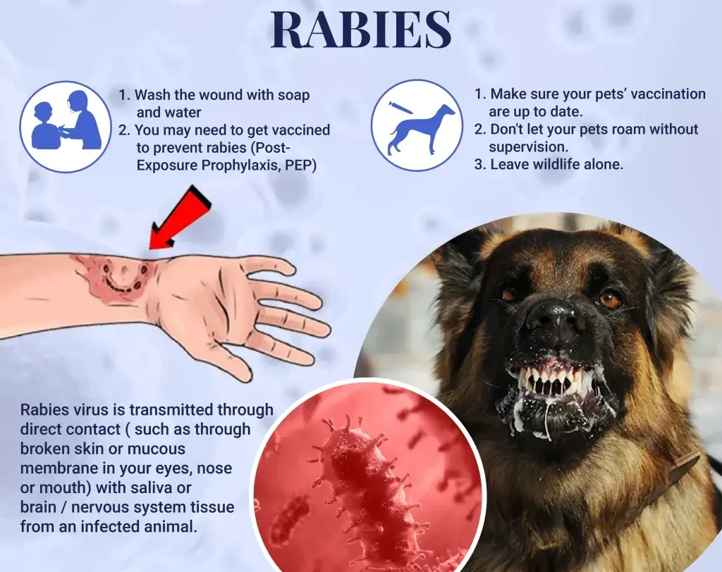 What Can Rabies Do to You