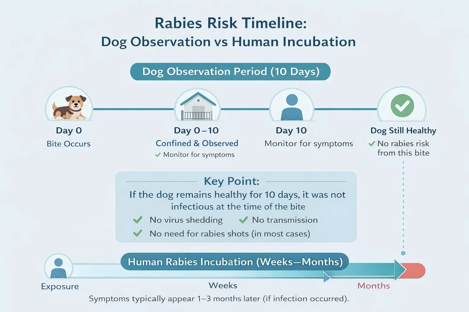 Rabies Symptoms in Humans How Long
