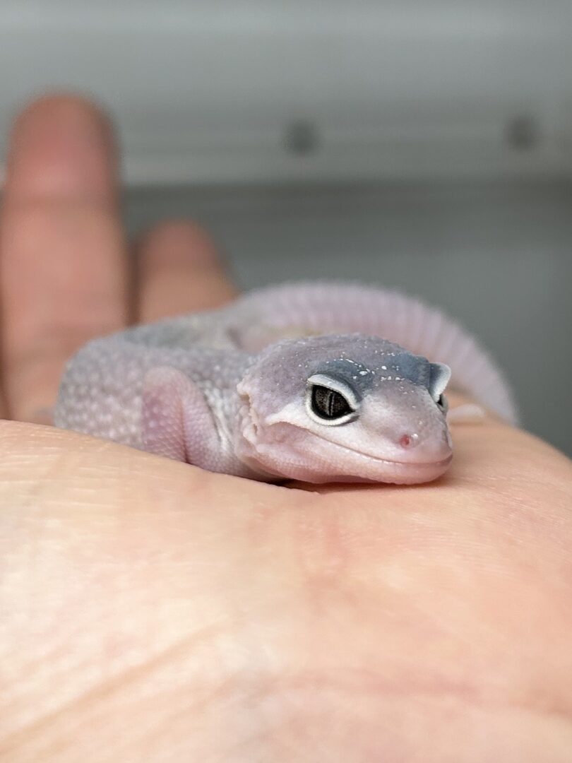 白き幻想レオパブリザード徹底解剖！白化の遺伝と失敗しない選び方