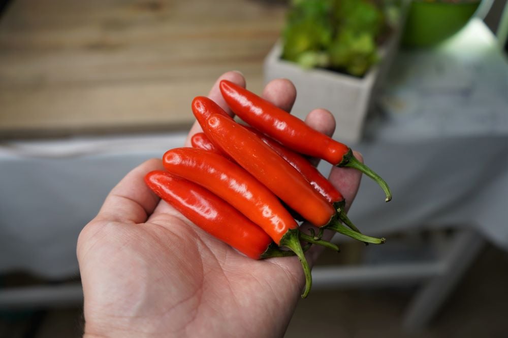 Do Serrano Peppers Turn Red