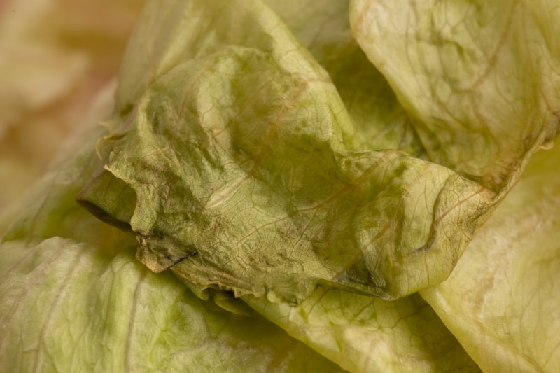 Does Lettuce Go Bad