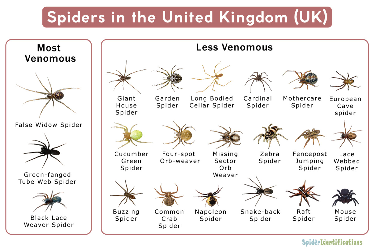 Are There Poisonous Spiders in England