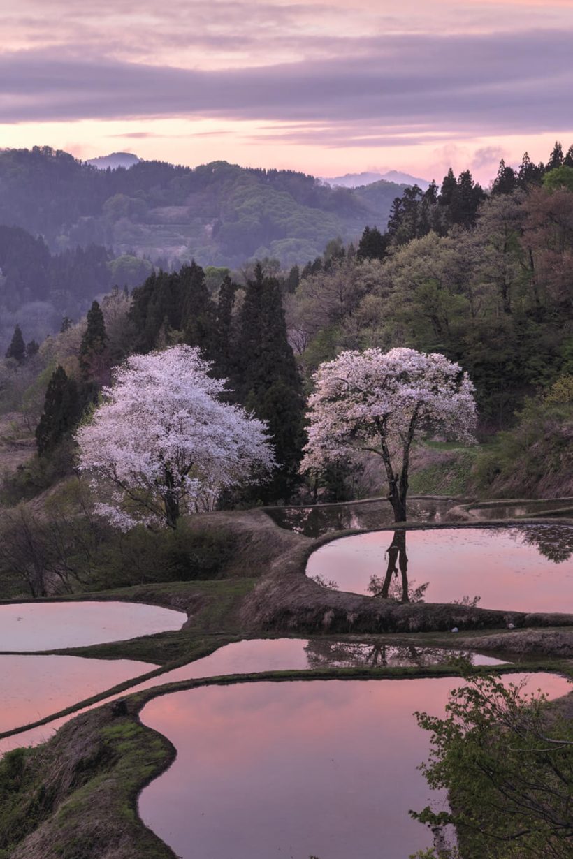 儀明の棚田2026｜水鏡の山桜と朝焼けが魅せる奇跡の絶景を徹底検証