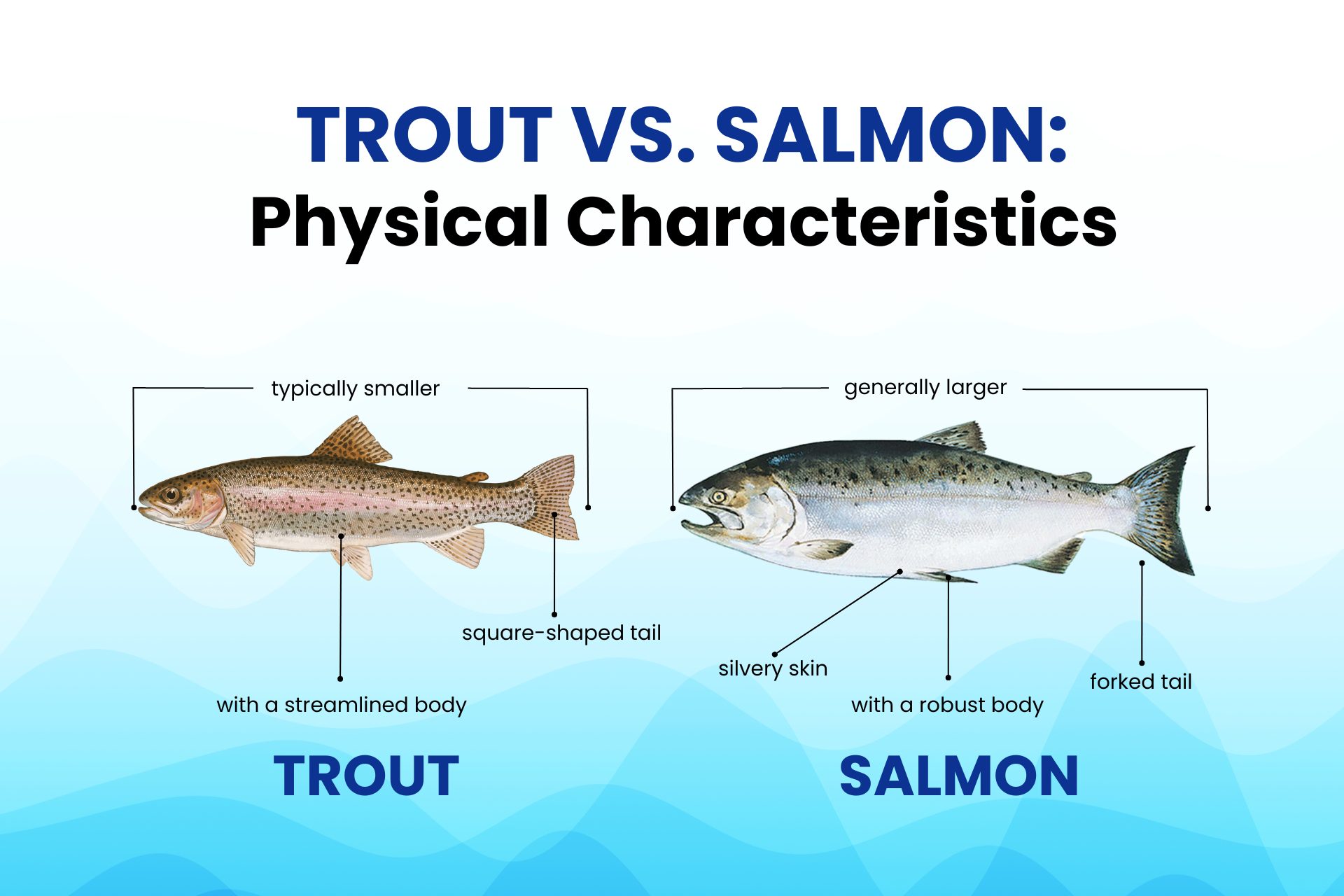 Difference Between Salmon and Salmon Trout