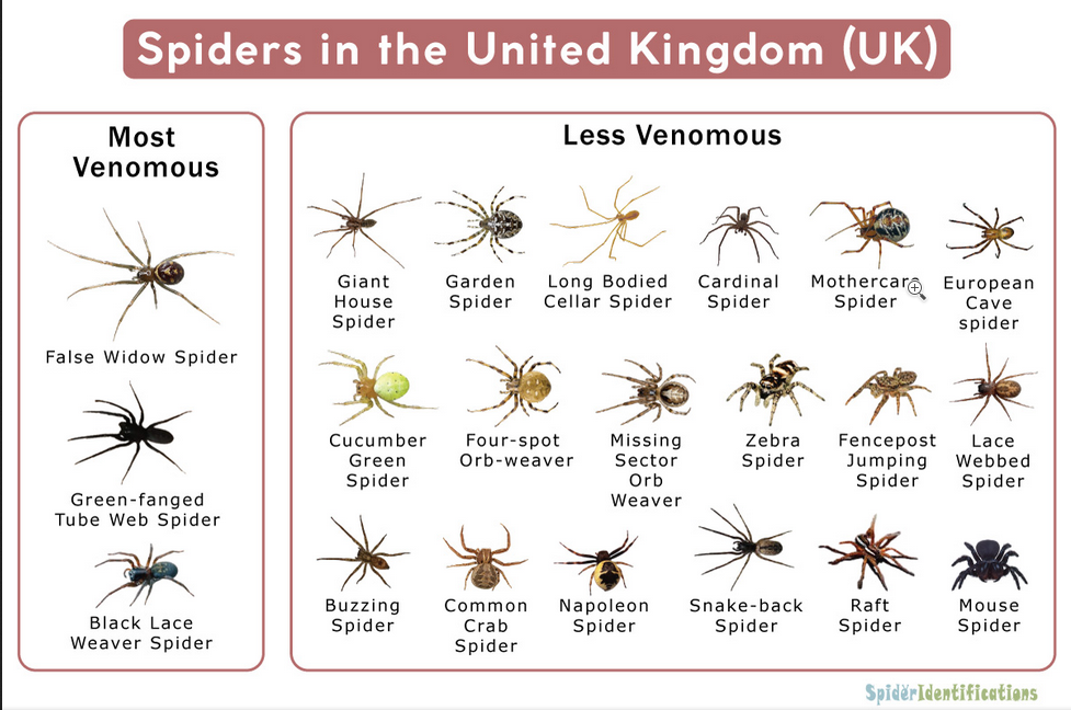 Does the Uk Have Poisonous Spiders