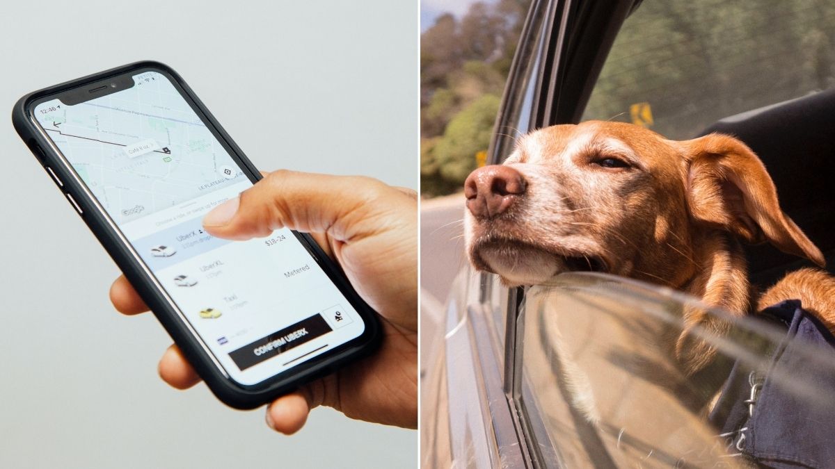 Can I Take a Dog in Uber