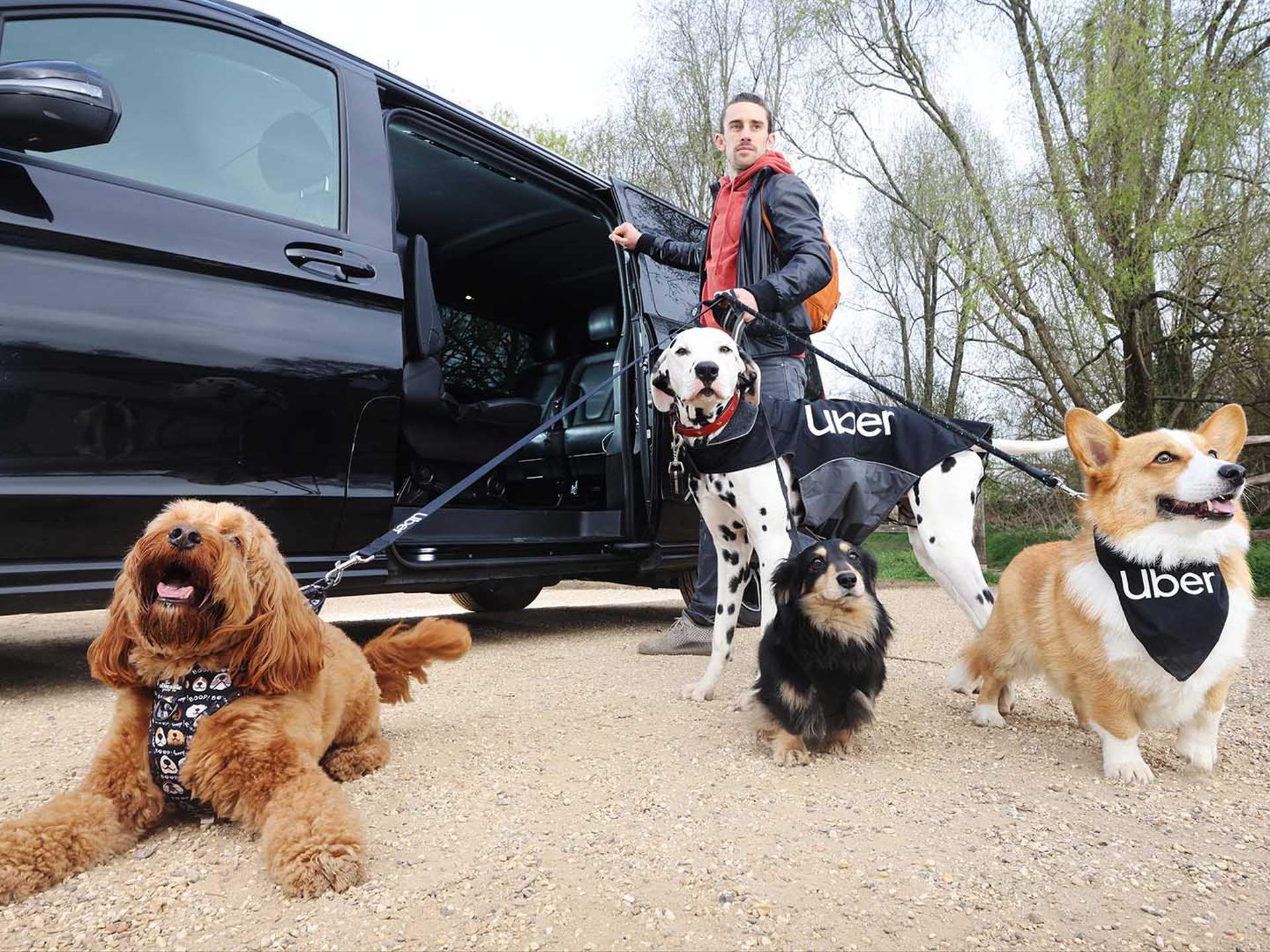 Can You Bring Dogs in Uber