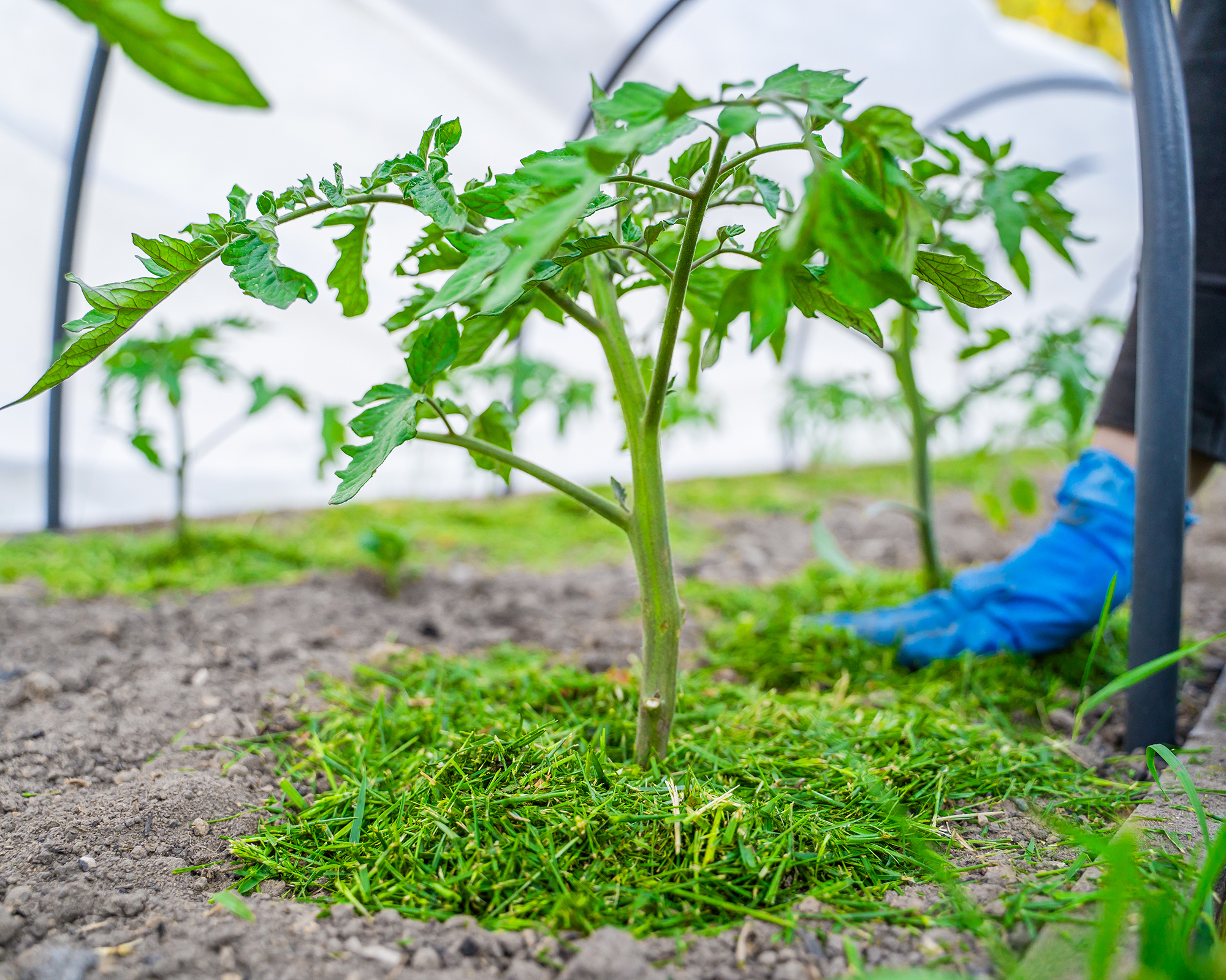 Should You Put Mulch Around Tomato Plants