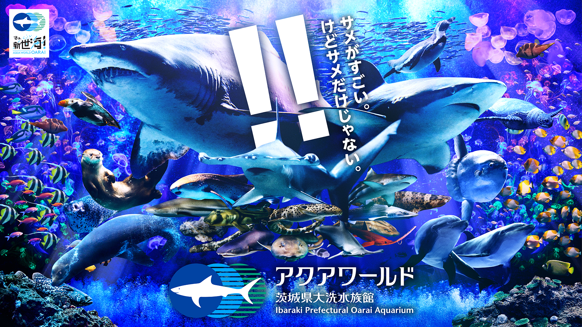 日本屈指のサメ展示！大洗水族館の最新見どころと混雑回避術