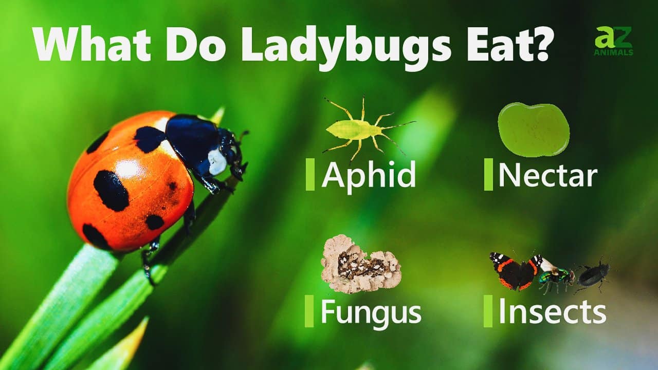 What Do Yellow Ladybugs Eat