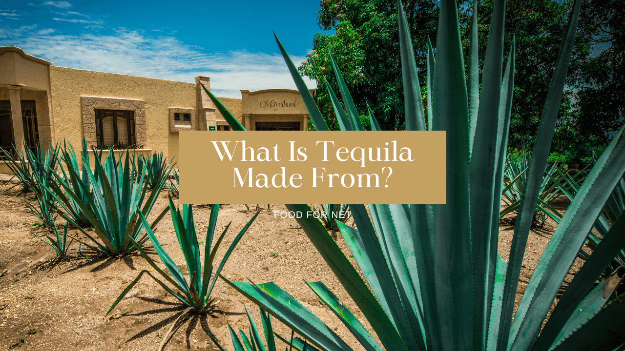 What Is Tequilla Made From