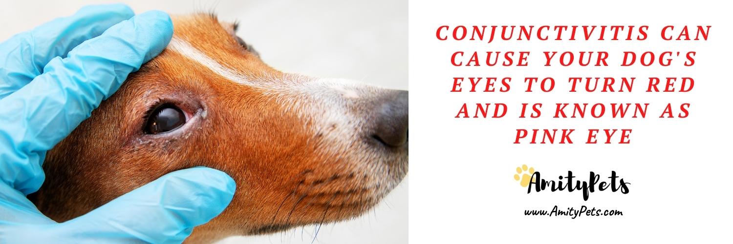 Is Dog Pink Eye Contagious to Humans