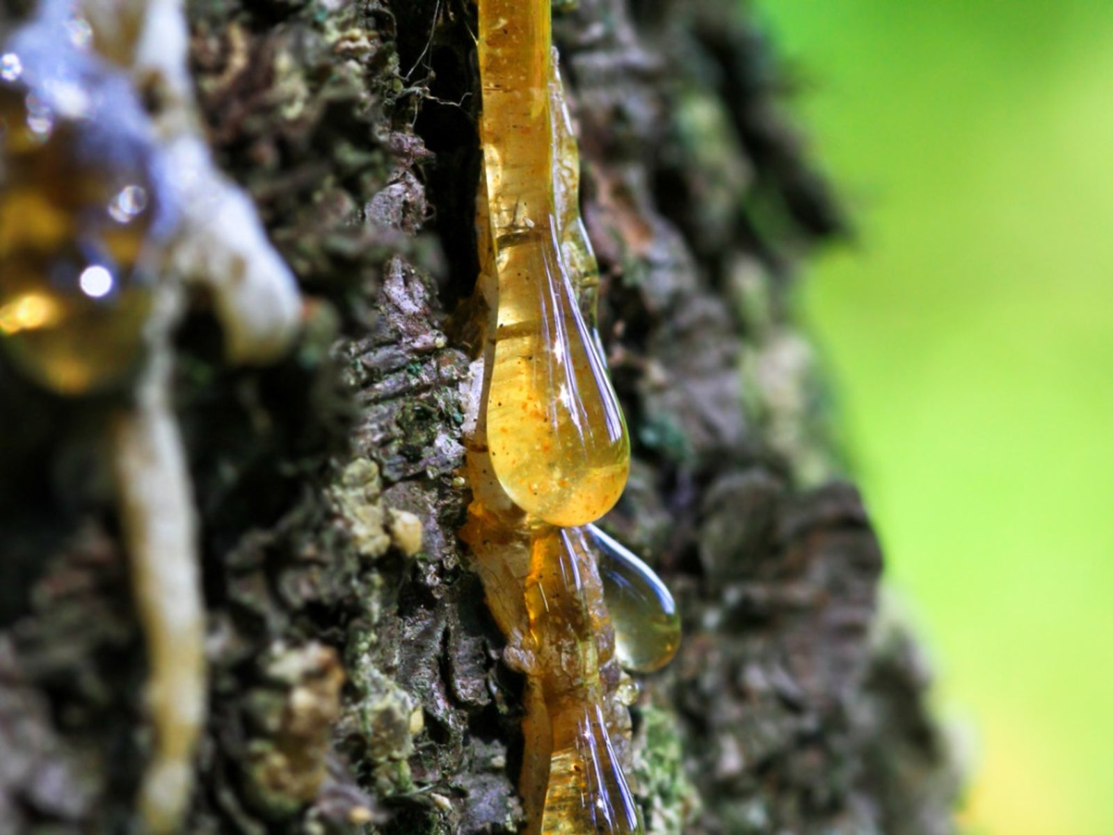 What Is the Purpose of Sap in a Tree