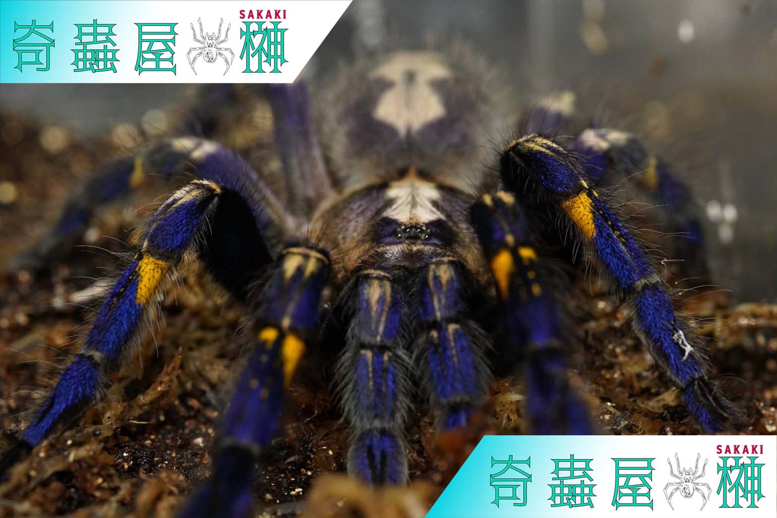 青く輝く奇跡の蜘蛛グーティサファイアオーナメンタル飼育と毒の真相