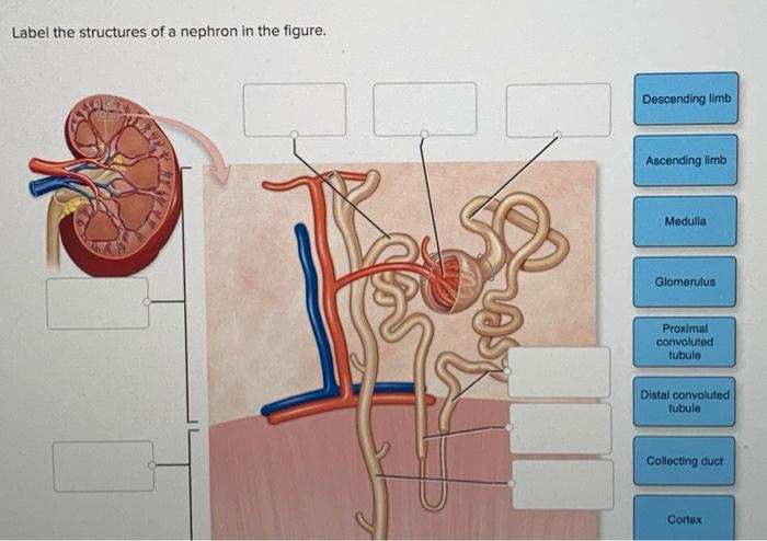Label the Structures of a Nephron in the Figure.