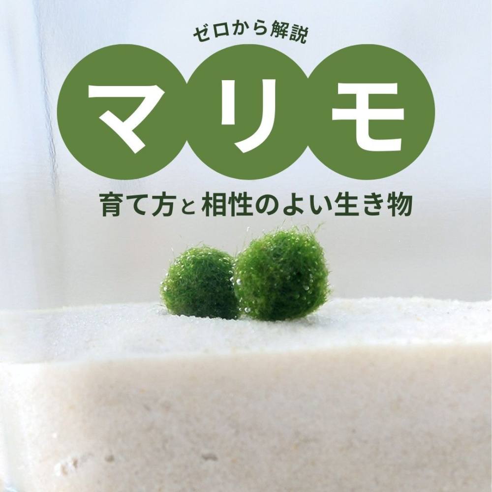 まりもの育て方完全ガイド｜枯らさず長生きさせる秘訣と手入れ法