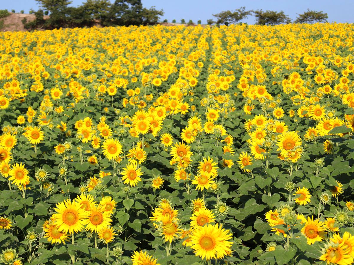 【2026最新】知多花ひろばはなぜ年中絶景？ひまわり見頃と花摘み完全攻略