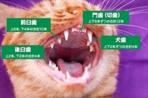 【真相】 猫 の 口 の 中 Tiktok話題の動画 #985