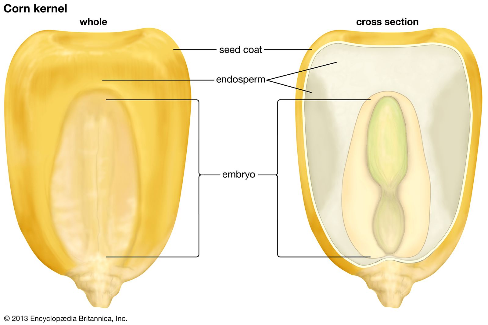 Parts of Corn Kernel