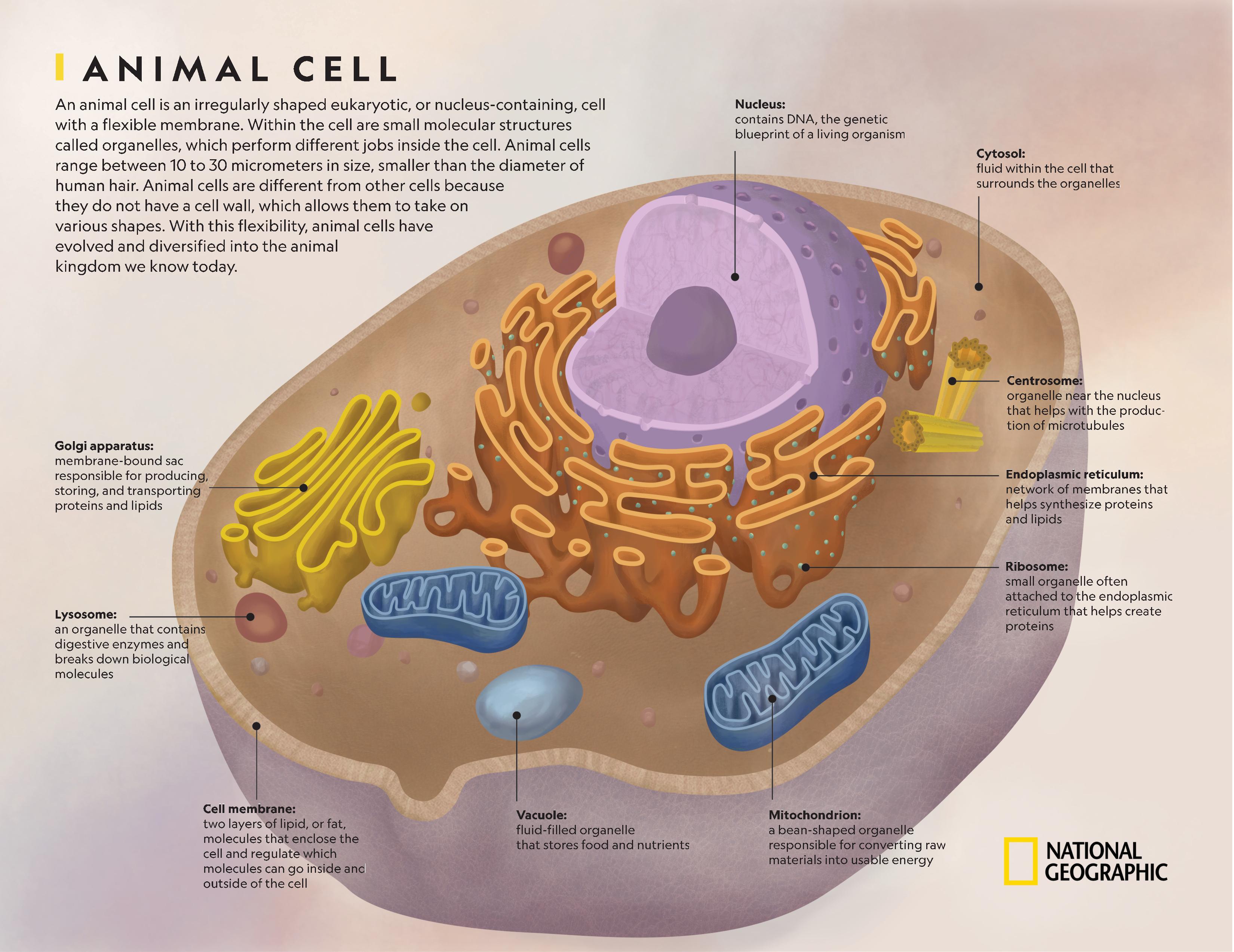 What Do Animal Cells Look Like
